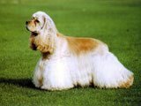 El Cocker Spaniel Americano -