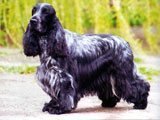 Cocker Spaniel Inglés  - Razas de Perros