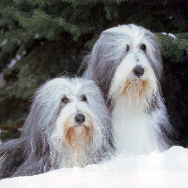 El Collie Barbudo  - Razas de Perros