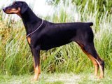 Dobermann (Pinscher) - 