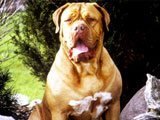 Dogo de Burdeos -