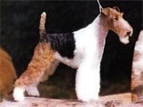 Fox Terrier - Razas de Perros