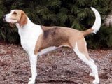 El American Foxhound  - Razas de Perros