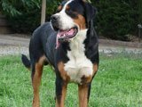 El Gran Boyero Suizo - 