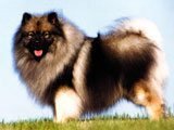 El Spitz Lobo, Keeshond - Razas de Perros