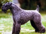 El Kerry Blue Terrier  - Razas de Perros