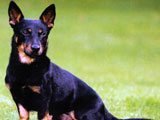 El Lancashire Heeler -