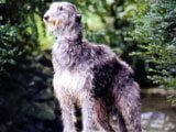 El Lebrel Escocés (Deerhound) -