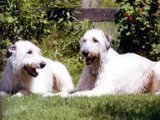 Lebrel Irlandés  - Razas de Perros
