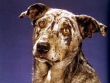 El Louisiana Catahoula Leopard Dog  - Razas de Perros