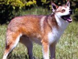 El Lundehund Noruego -
