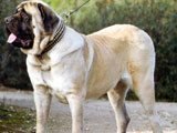 El Mastiff ( Mastin ) -