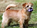 El Norfolk Terrier -