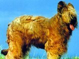 El Briard (Pastor de Brie) -