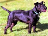 El Patterdale Terrier (Fell terrier Negro) - Razas de Perros