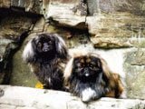 El Pekinés - Razas de Perros