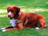 El Perro Cobrador de la Nueva Escocia - Razas de Perros