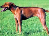 El Perro Crestado Rodesiano - Razas de Perros