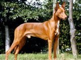 El Perro de los Faraones -