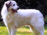 El Perro de los Pirineos - 