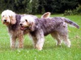 El Perro de Nutria - 