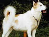 El Perro Esquimal Canadiense -