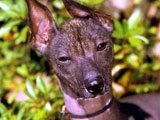 El Perro Sin Pelo Mexicano -