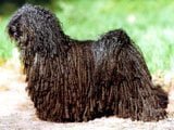 El Puli -