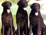 El Retriever de Pelo Rizado - 