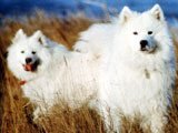 El Samoyedo -