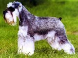 Schnauzer Miniatura - Razas de Perros
