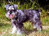 El Schnauzer - Razas de Perros