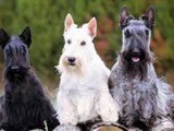 Scottish Terrier - 