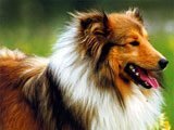 El Shetland Sheepdog - 