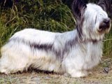 El Skye Terrier - Razas de Perros