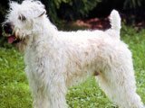 El Soft-Coated Wheaten Terrier -