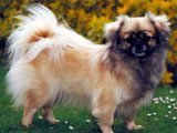 El Spaniel Tibetano -