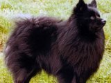 El Spitz Alemán Mediano -