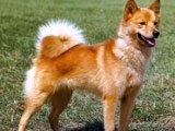 El Spitz Finlandés -