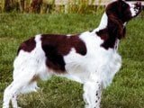 El Springer Spaniel Ingles - 