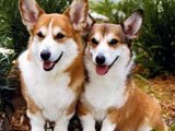 El Welsh Corgi Pembroke -
