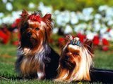 Yorkshire Terrier -