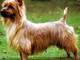 El Terrier Australiano -