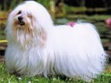 El Coton de Tulear -