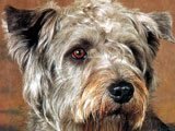 El Glen of Imaal Terrier -