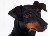 El Manchester Terrier - 