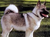 El Perro Cazador de Alces Noruego - 