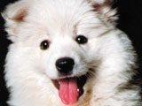 El Perro Esquimal Americano -