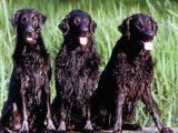 El Retriever de Pelo Liso - 