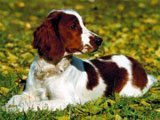Springer Spaniel Gales -